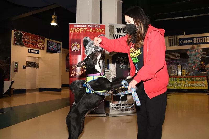 A black and white dog performs a jumping trick for a treat in front of an Adopt-a-Dog sign.